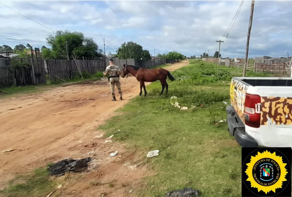 Fin de Semana Largo en Concordia: múltiples secuestros de caballos y un detenido por abigeato
