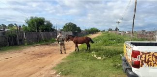 Fin de Semana Largo en Concordia: múltiples secuestros de caballos y un detenido por abigeato