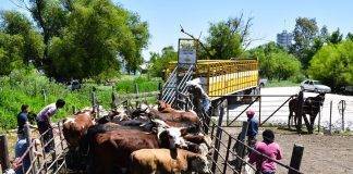 Ágil, simple y digital, así es el Documento Único de Tránsito de hacienda que entra en vigencia este viernes