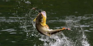 Por unanimidad, se sancionó la Ley que prohíbe su pesca comercial en Entre Ríos