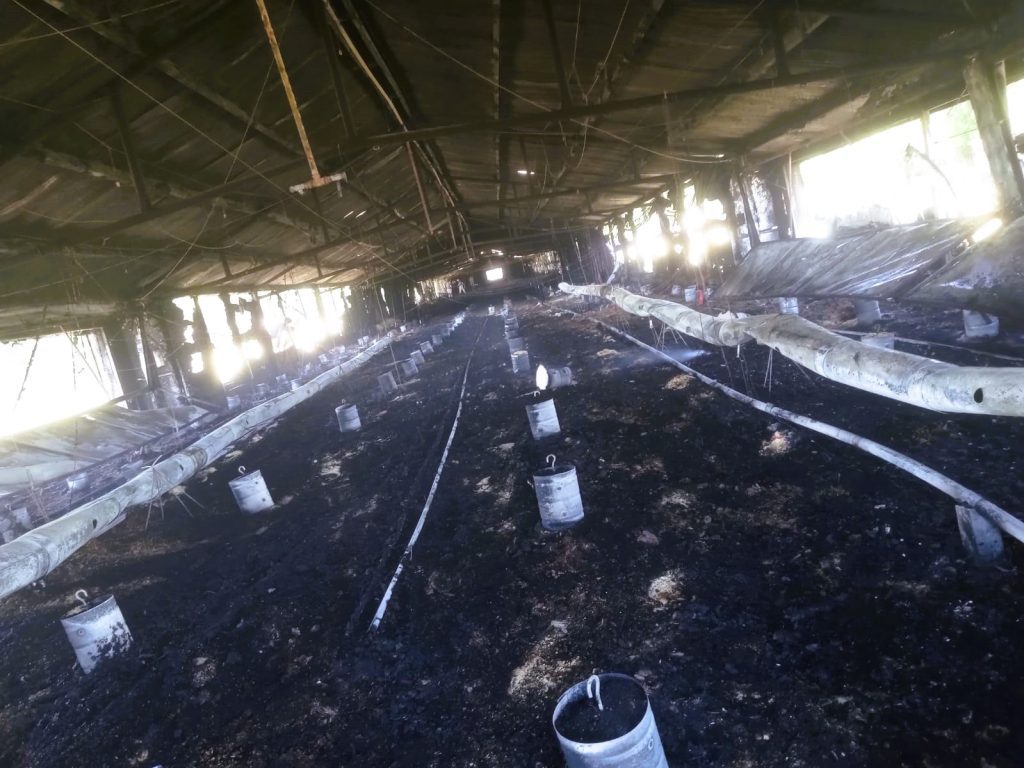 Se Incendió un Galpón Avícola en Pronunciamiento: Las Pérdidas Fueron Totales