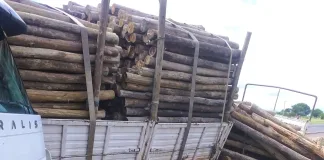 Camionero que transportaba palos se descompensó y volcó en la Autovía Artigas