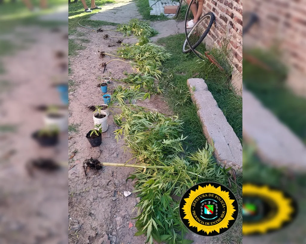 Allanamiento en Basavilbaso: Secuestran 15 plantines de marihuana