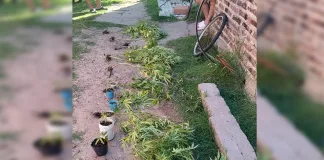 Allanamiento en Basavilbaso: Secuestran 15 plantines de marihuana