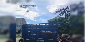 Joven fue identificado por maltrato animal, le quitaron el caballo