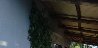 Una discusión familiar culminó con el secuestro de plantas de marihuana