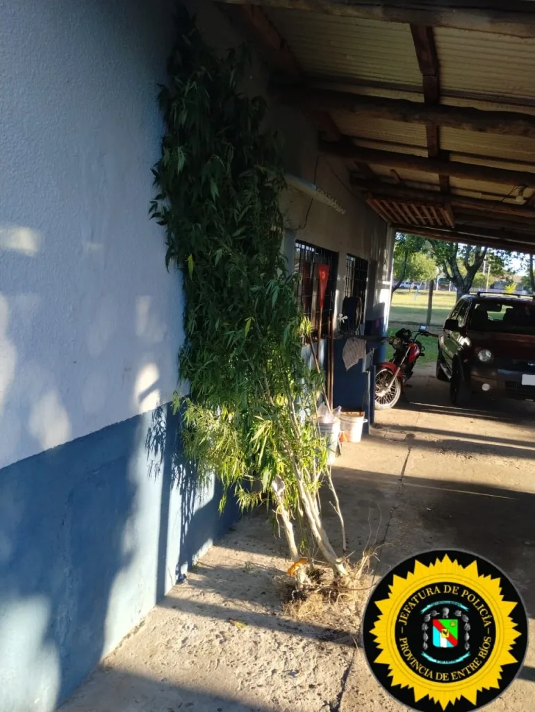 Una discusión familiar culminó con el secuestro de plantas de marihuana