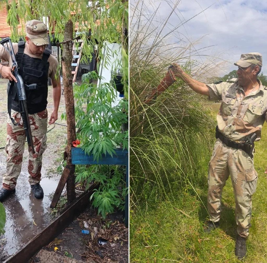Allanamiento en Gualeguaychú: Identifican al Autor de un Hecho de Abigeato y Secuestran Plantas de Marihuana