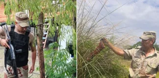 Allanamiento en Gualeguaychú: Identifican al Autor de un Hecho de Abigeato y Secuestran Plantas de Marihuana