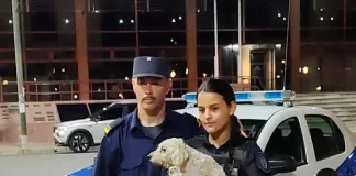 Rápido accionar policial salva a un perro encerrado en auto en Plaza Ramírez