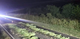 Detienen a un hombre y descubren una plantación de marihuana a la vera de la Ruta 39