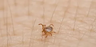 Detectan en Entre Ríos una garrapata potencialmente peligrosa para la salud humana