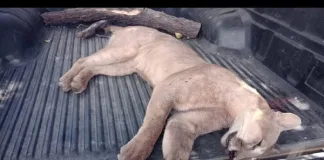 La provincia investiga la caza de un puma en Larroque