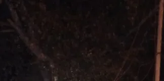 Bella Vista: Detuvieron a un hombre con pedido de captura por abuso sexual agravado