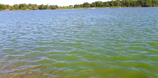 El río Uruguay: alerta por las cianobacterias