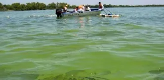 Advertencia de CARU por las cianobacterias: “Algunas producen toxinas” y son “un riesgo para la salud humana y el ecosistema