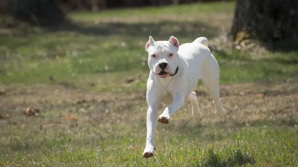 Un perro de raza dogo atacó a una niña en Basavilbaso, la menor sufrio lesiones graves