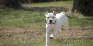 Un perro de raza dogo atacó a una niña en Basavilbaso, la menor sufrio lesiones graves