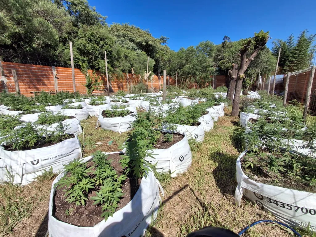 Paraná y Oro Verde: 7 Detenidos, Más de 1800 Plantas de Cannabis Incautadas y 12 Vehículos Secuestrados en Mega Operativo
