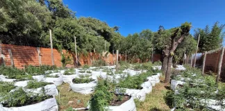 Paraná y Oro Verde: 7 Detenidos, Más de 1800 Plantas de Cannabis Incautadas y 12 Vehículos Secuestrados en Mega Operativo