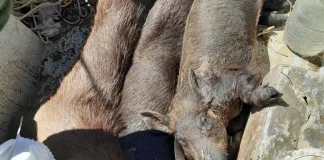 Operativo en Islas del Pre Delta: Secuestran 4 Armas de Fuego y Municiones sin Documentación