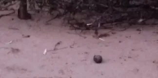 Encontraron una granada en una playa entrerriana