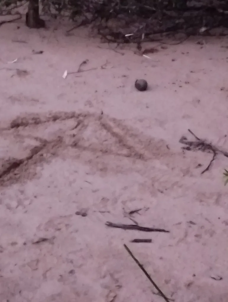 Encontraron una granada en una playa entrerriana
