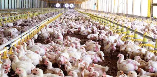 China vuelve a comprar pollo y habilitó la importación de frutos secos de la Argentina