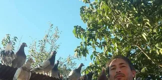 Colombófilo uruguayense competirá en mundial de Francia