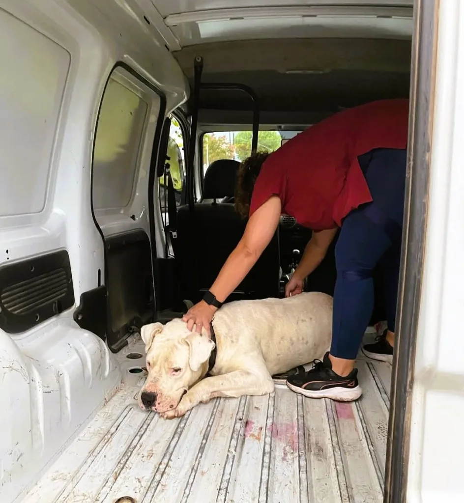 Tras el ataque de un perro dogo a una niña, se ordena su traslado a Concordia