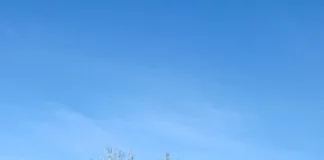 Secuestran 86 bidones con agroquímicos en control vial en Bella Vista