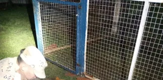 Secuestro de Arma y Decomiso de Especies Ictícolas Vedadas: Operativos de Prevención y Seguridad