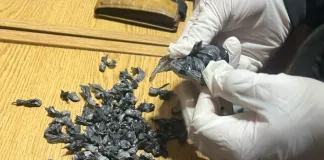 Federación: incautan casi 200 gramos de cocaína y detienen a tres personas