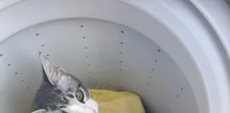 Basavilbaso: Recuperan un gato robado durante un allanamiento policial