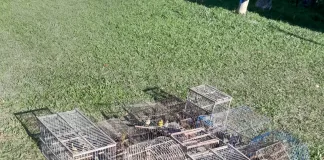 Liberan aves silvestres y destruyen jaulas en Concordia tras allanamientos por tráfico ilegal