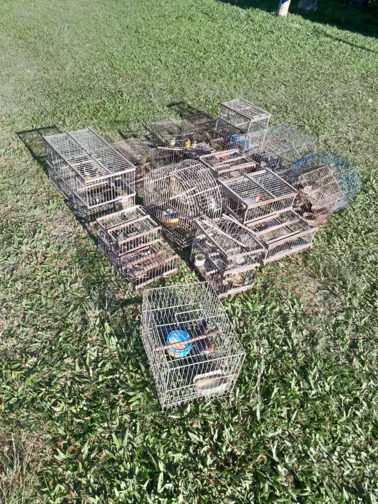 Liberan aves silvestres y destruyen jaulas en Concordia tras allanamientos por tráfico ilegal