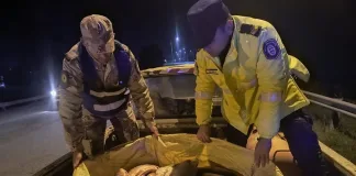 Desbaratan Contrabando de Peces en Control Vial de Gualeguaychú