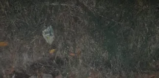 Concepción del Uruguay: Joven detenido tras intentar ingresar a un taller mecánico