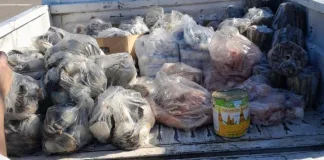 Decomisan 260 kg de pescado sin documentación en control policial