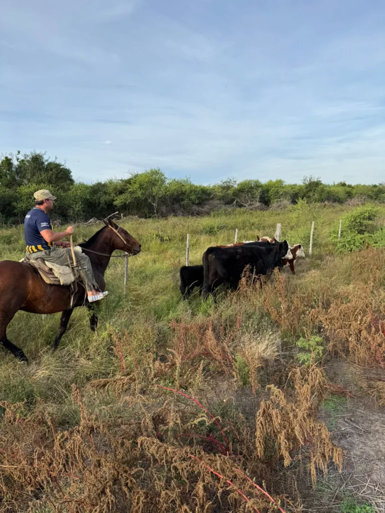 Policía Rural de Villaguay localiza animales robados en un campo vecino