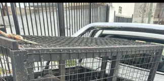 Allanamiento por maltrato animal en Concordia: rescatan tres perros en estado crítico