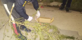 Joven fue sorprendido en plena calle con una planta de marihuana y cogollos de cannabis