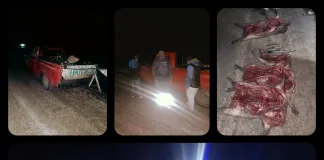 Ruta Provincial 28: Detienen a tres hombres con carpinchos faenados