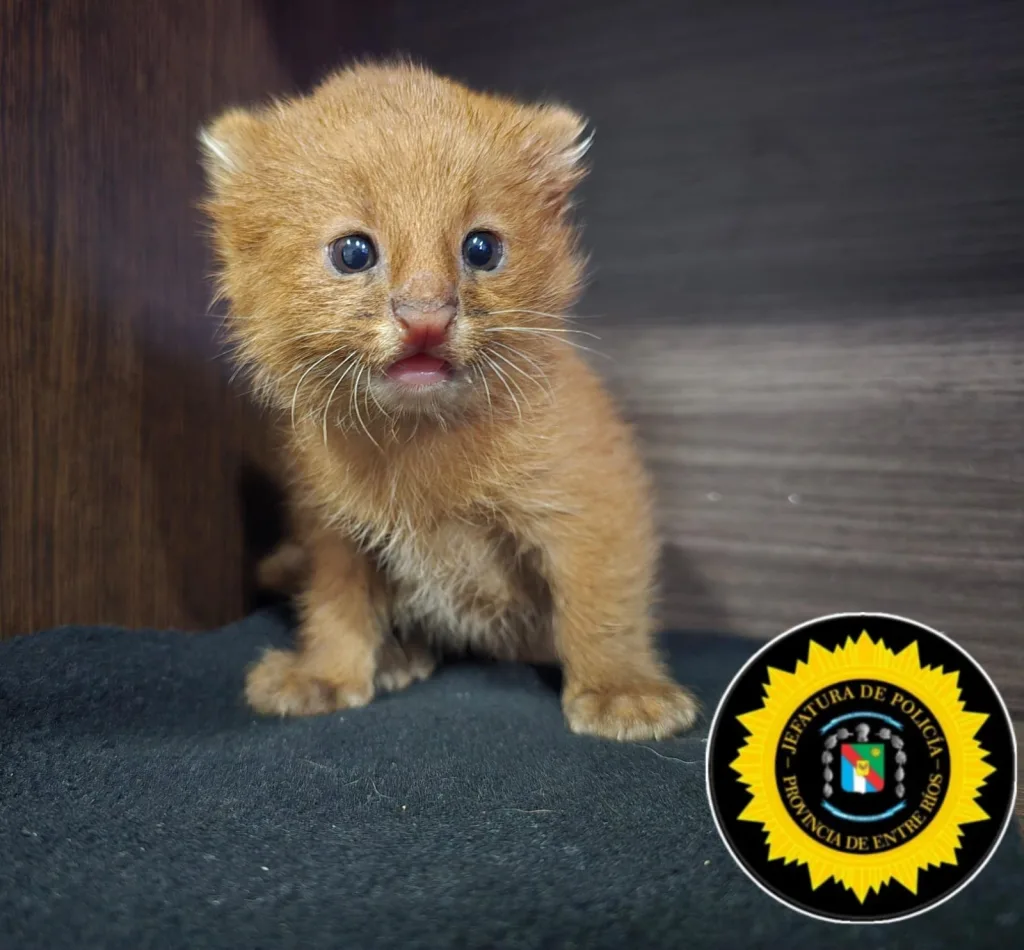 Encuentran un Puma Jaguarundi en la Ruta 18: especie en peligro fue rescatada por la Policía en Villaguay