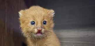 Encuentran un Puma Jaguarundi en la Ruta 18: especie en peligro fue rescatada por la Policía en Villaguay