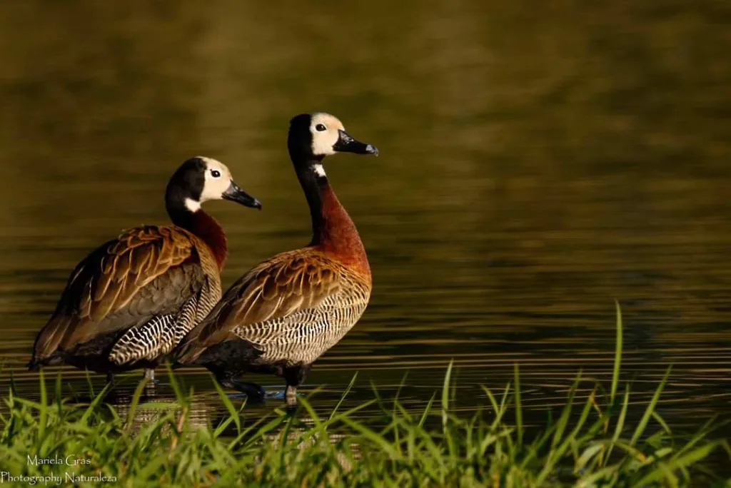Acción judicial contra Frigerio por autorizar la caza de aves autóctonas en Entre Ríos
