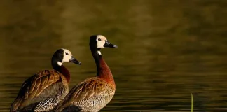 Acción judicial contra Frigerio por autorizar la caza de aves autóctonas en Entre Ríos