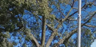 Detenido con pedido de captura vigente en control vial del Túnel Subfluvial