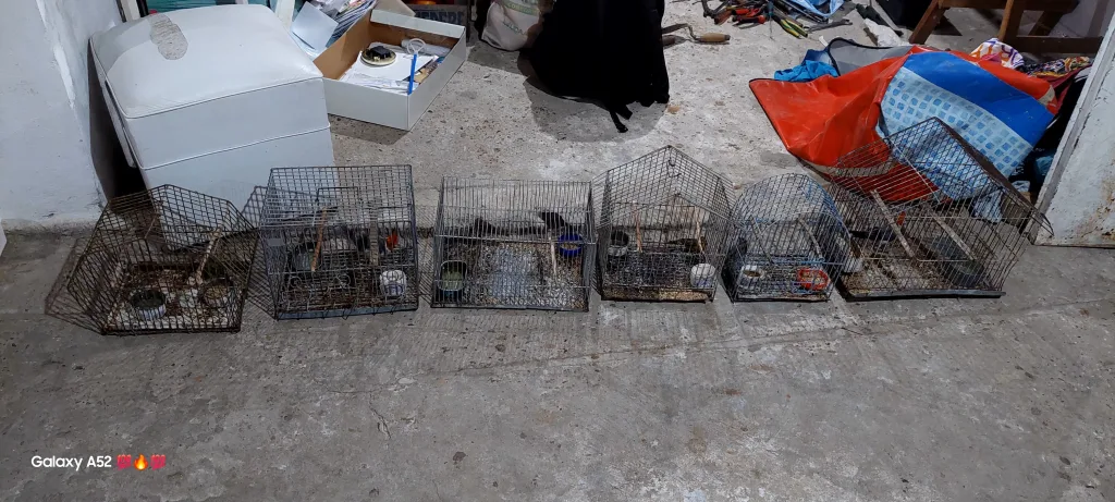 Allanamiento en una vivienda de Concordia: rescatan aves silvestres enjauladas