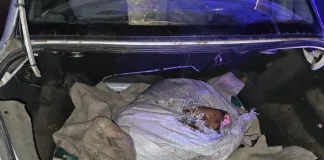 Gualeguaychú: Atrapan a cuatrero con un ternero faenado en el baúl del auto